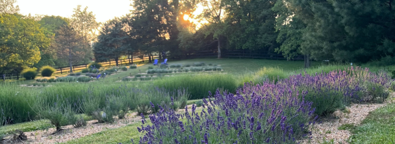 Growing Lavender in Northern California - FineGardening