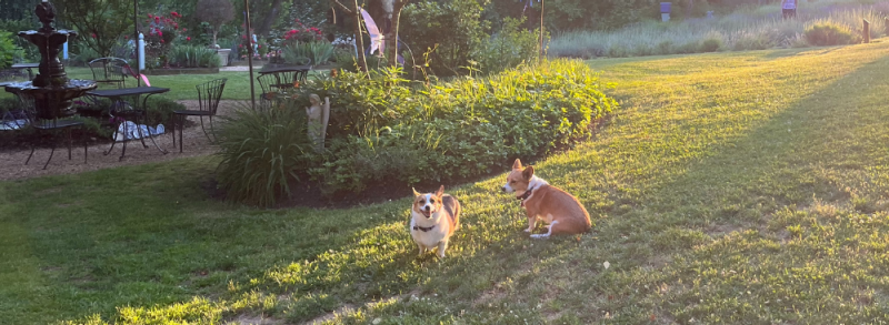 Two dogs, one sitting and one standing, on green grass on a lavender farm as the sun sets.